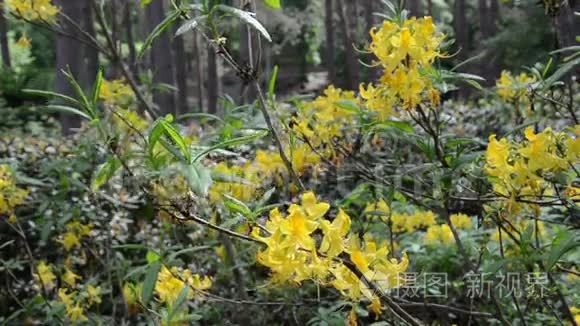 近黄色杜鹃花植物小枝开花视频