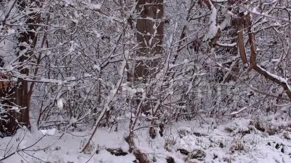 覆盖着大雪的树木视频