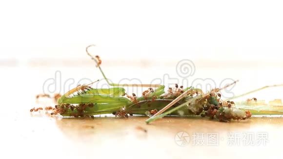 蚂蚁拿蚱蜢当食物。