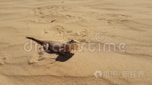 在沙子上发现了蟾蜍头的阿加玛视频