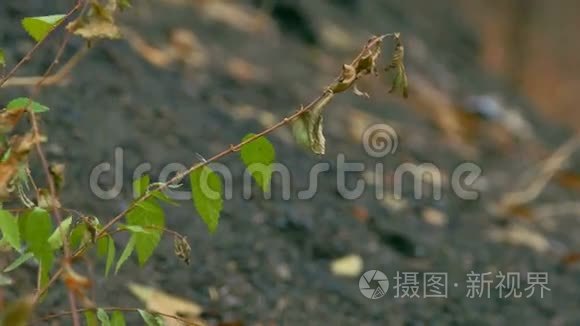 榆树枝在黑色的大地上落叶视频