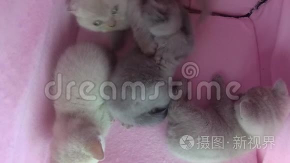 猫在宠物帐篷里玩耍视频