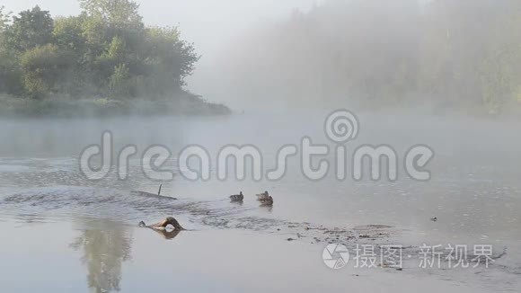 鸭游雾蒙蒙的河水清晨的阳光视频