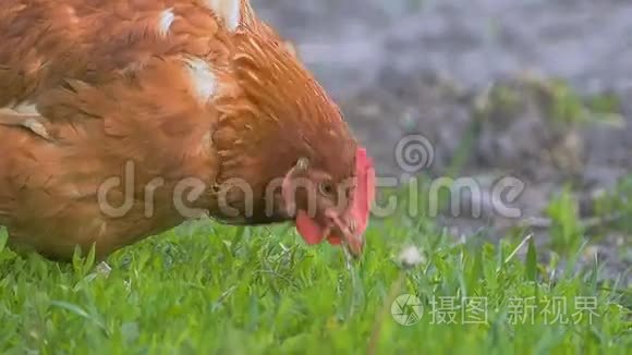 草地上的小鸡慢动作视频