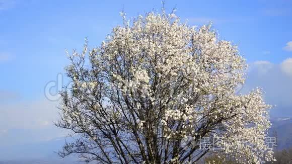 春天的樱桃树视频