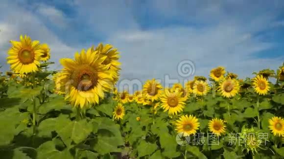 4K葵花田时间流逝