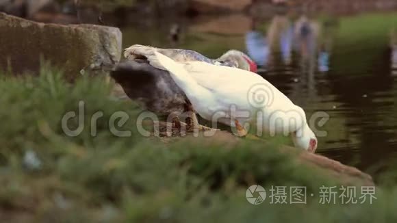 日本野生鸟类花园视频