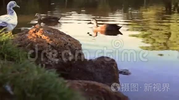 日本野生鸟类花园