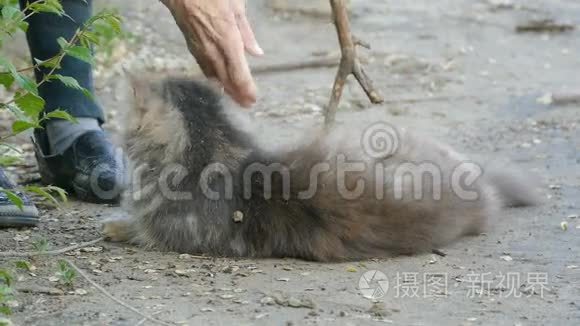毛茸茸的猫躺在地上玩棍子慢动作视频