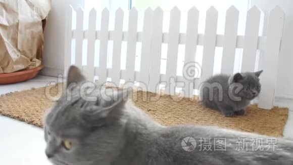 小猫在门垫上视频