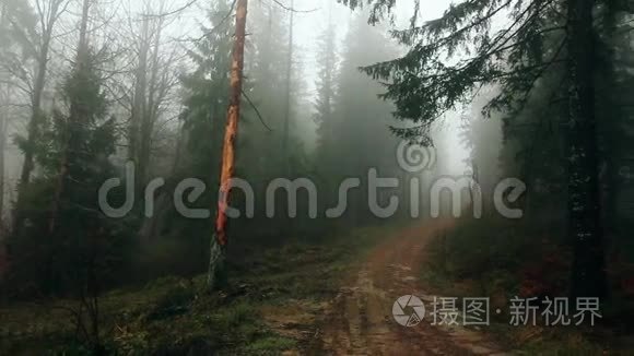 森林覆盖在薄雾中。 高清镜头