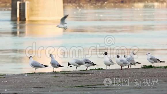 多瑙河海鸥在海岸线上飞来飞去视频