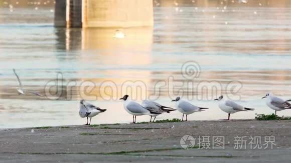 多瑙河海鸥在海岸线上飞来飞去视频