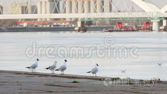 多瑙河海鸥在海岸线上飞来飞去视频