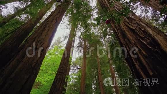红杉国家公园的巨大红雪松树视频