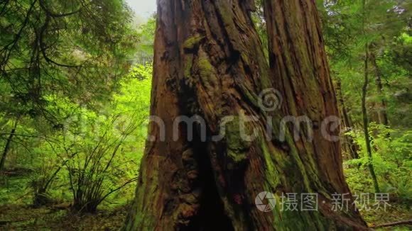 红杉国家公园的巨大红雪松树视频