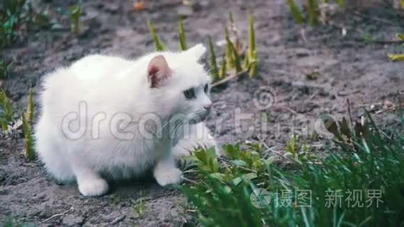 在城市公园的地面上流浪白猫。 慢动作