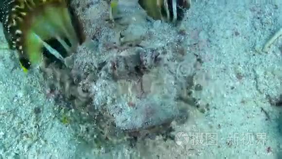 充满活力的珊瑚礁上的蝴蝶鱼视频