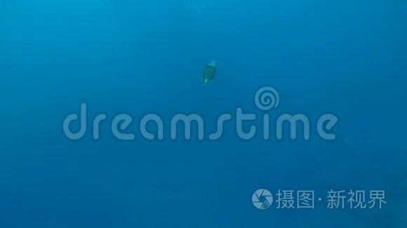 绿色的巨型触发鱼游泳