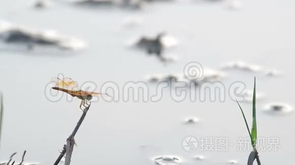 傍晚稻田里的蜻蜓视频