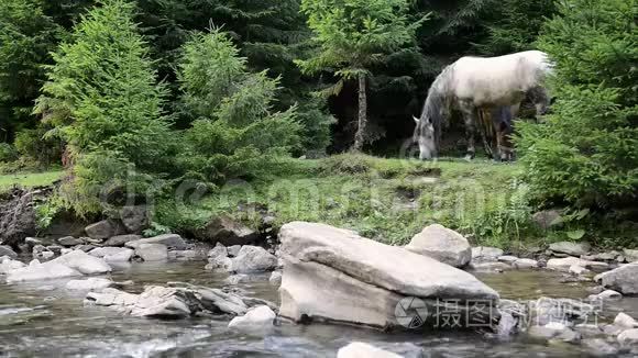 马在山河附近放牧