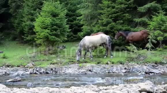 马在山河附近放牧视频