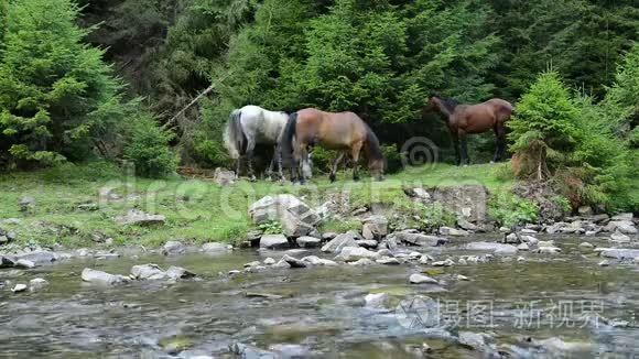 马在山河附近放牧