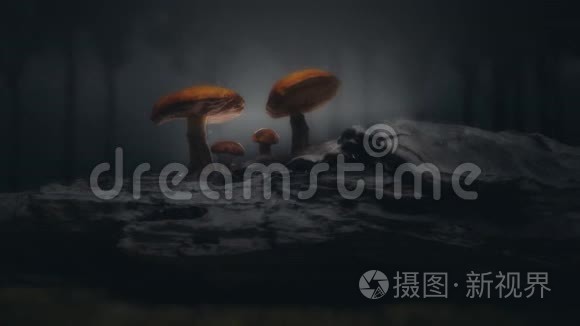 神秘森林/神奇蘑菇场景..