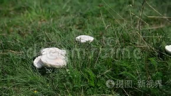 生长在草地上的食用白菇视频