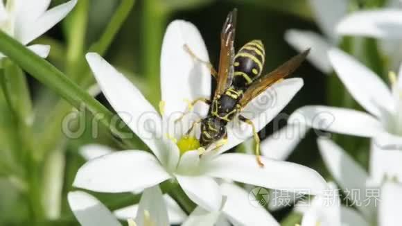 草百合花的黄蜂饮虫视频