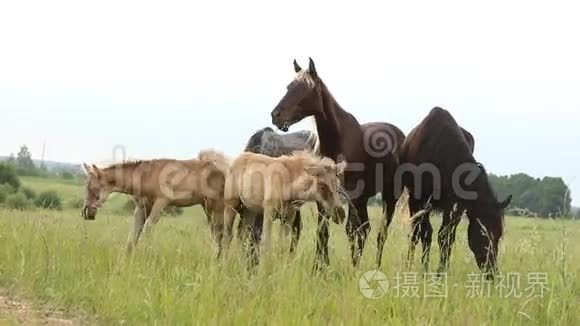 马群在田野里奔跑视频