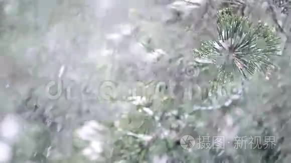 雪花落在松树上