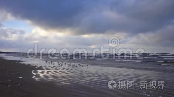 海鸥在十二月的暴风雨中坐在海滩上