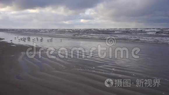 海鸥在十二月的暴风雨中坐在海滩上