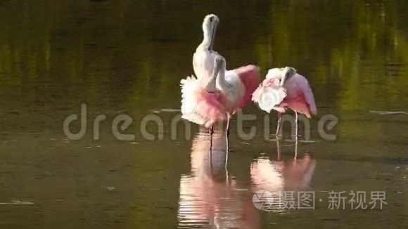 玫瑰花刺鳃预羽毛