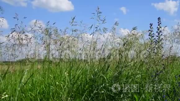 俄罗斯天空中美丽的草地