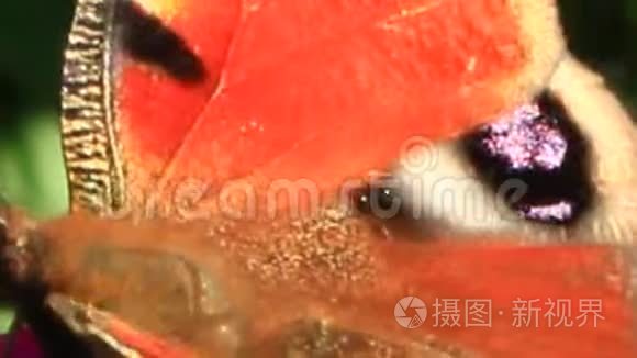 蝴蝶孔雀眼在锌黄上采集花蜜视频