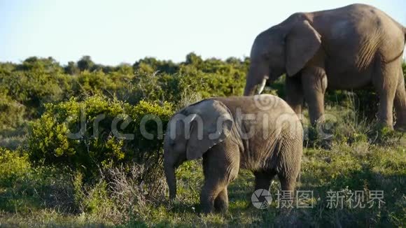 国家公园的母象和小象视频