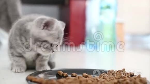 小猫吃特写镜头视频