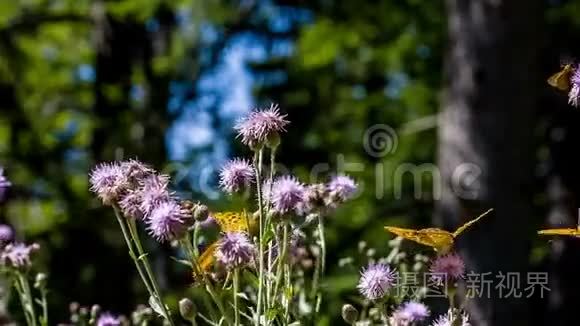 蝴蝶吃花的花粉