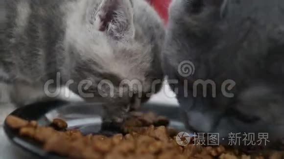 小猫吃特写镜头视频