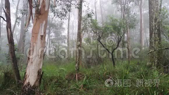 澳大利亚桉树雨林中的雾滚滚视频