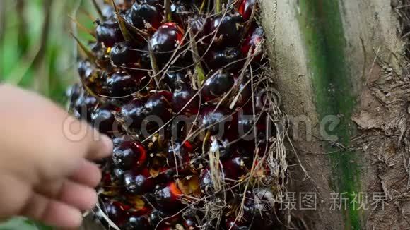 检查棕榈油螺母以供收获视频