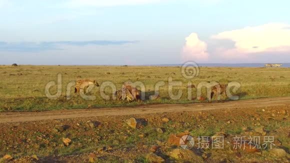 非洲热带草原的鬣狗氏族视频