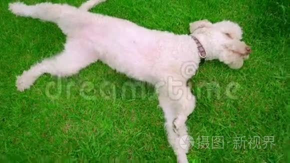 白狗躺在绿草上。 小狗躺在绿色草坪上