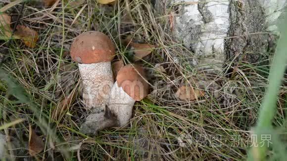 橘红色牛肝菌菇和秋季落叶视频