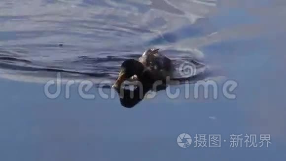 一只鸭子在湖水和秋天的倒影中