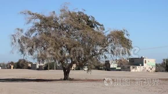 巴林普通的中东风景