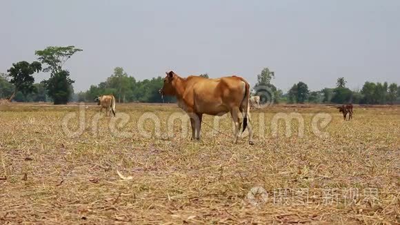 一头亚洲母牛在干田里觅食
