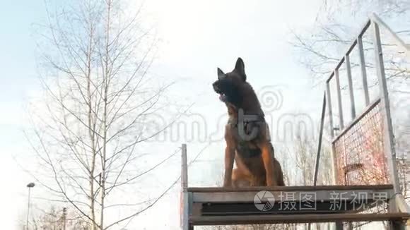 在操场上训练德国牧羊犬视频